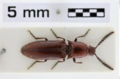 Foto (Dorsalansicht) von Melanotus japonicus (Ôhira, 1974)